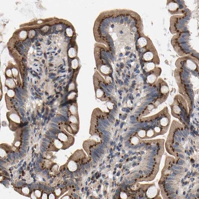 Anti-YIPF4 antibody produced in rabbit