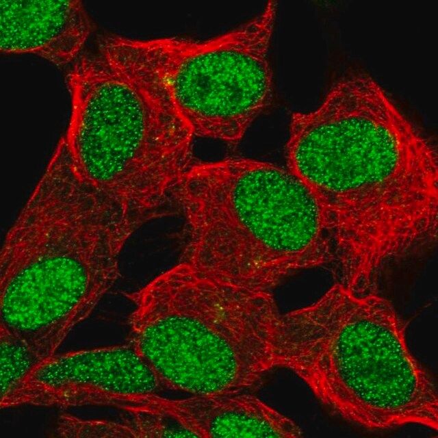 Anti-ZBED6 antibody produced in rabbit