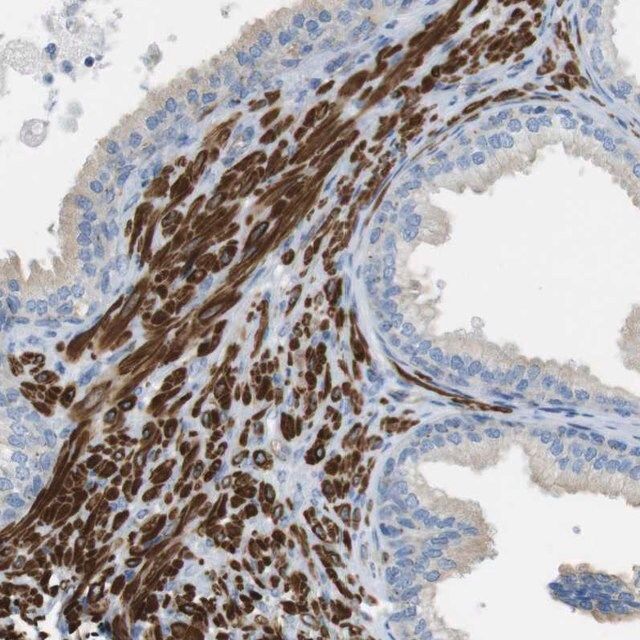 Anti-YIF1A antibody produced in rabbit