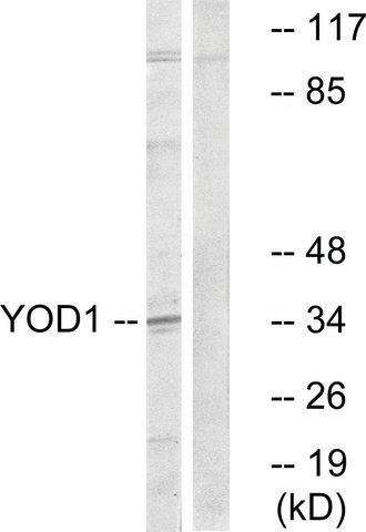 Anti-YOD1 antibody produced in rabbit