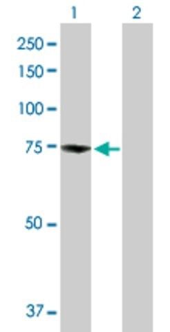 Anti-ZBED1 antibody produced in rabbit