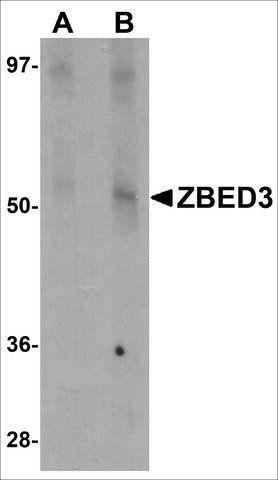 Anti-ZBED3 antibody produced in rabbit