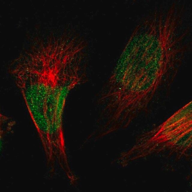 Anti-ZBTB38 antibody produced in rabbit