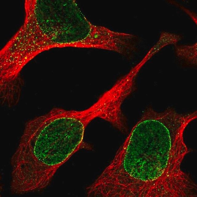 Anti-ZBED6CL antibody produced in rabbit