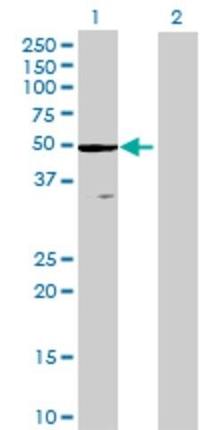 Anti-ZCCHC3 antibody produced in mouse