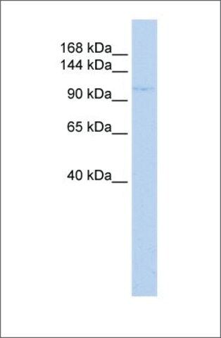 Anti-ZBTB11 antibody produced in rabbit