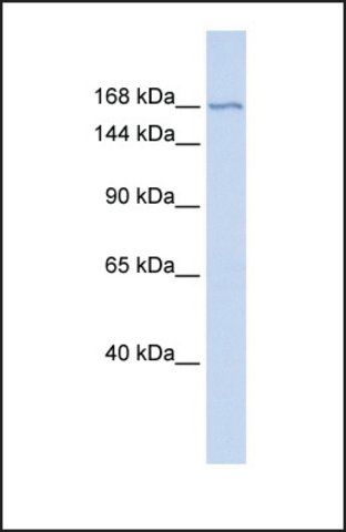 Anti-ZBTB40 antibody produced in rabbit