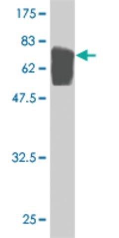 ANTI-TUBA1 antibody produced in mouse