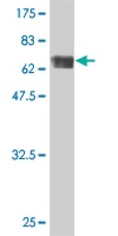 ANTI-TUBA1 antibody produced in mouse