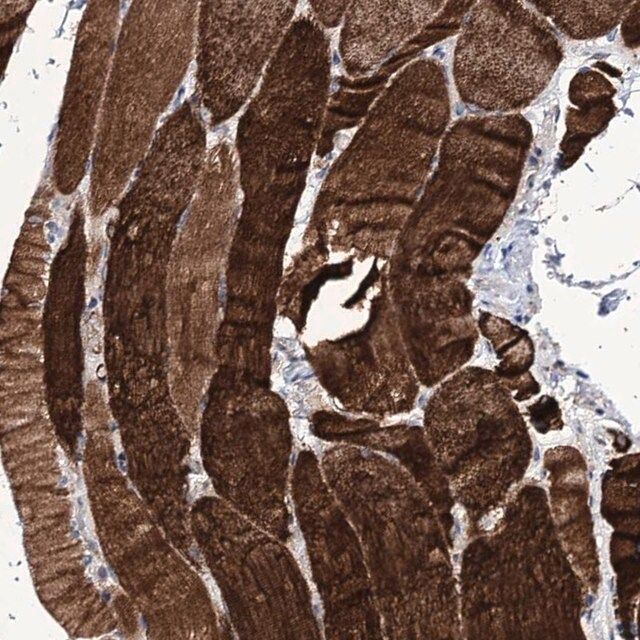 Anti-TUBGCP5 antibody produced in rabbit