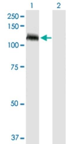 Anti-TUBGCP5 antibody produced in rabbit