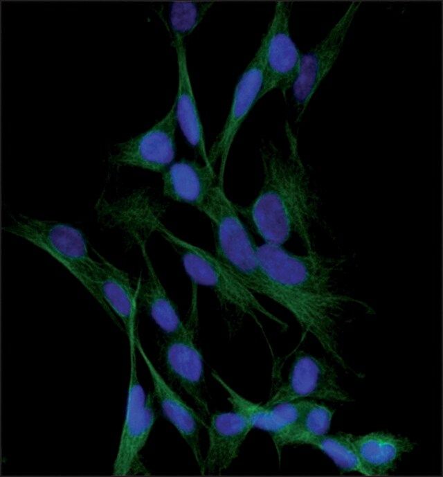 Anti-Tubulin, Tyrosine antibody, Mouse monoclonal