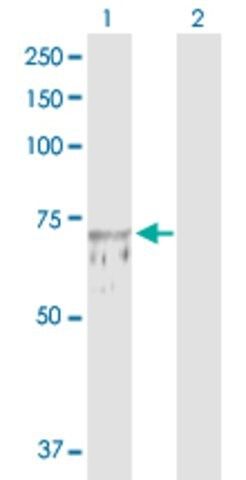 Anti-TUBGCP4 antibody produced in rabbit