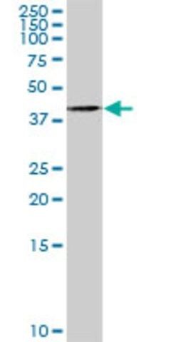 Anti-TWF1 antibody produced in rabbit