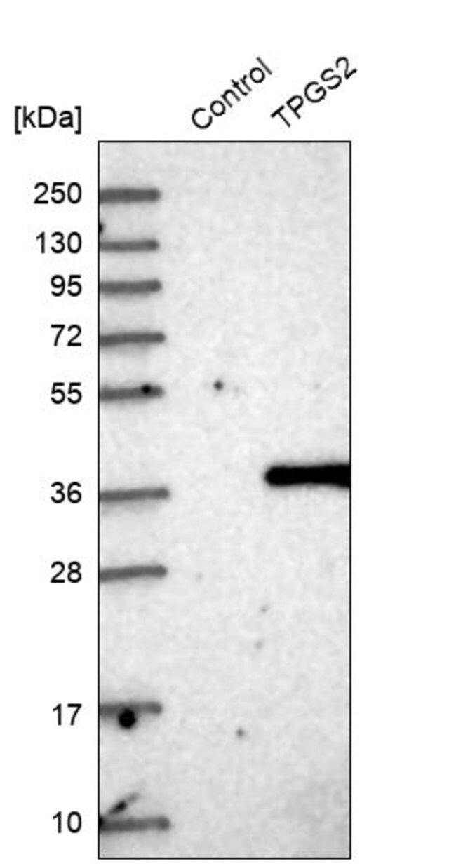 Anti-TPGS2 antibody produced in rabbit