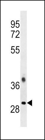 ANTI-TRA2B (CENTER) antibody produced in rabbit