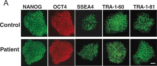 Anti-TRA-1-81 Antibody, clone TRA-1-81