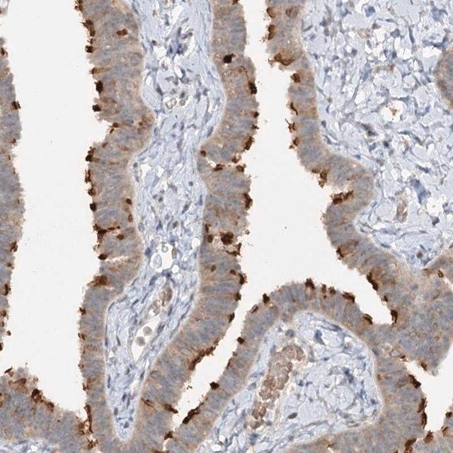 Anti-TRAF3IP1 antibody produced in rabbit