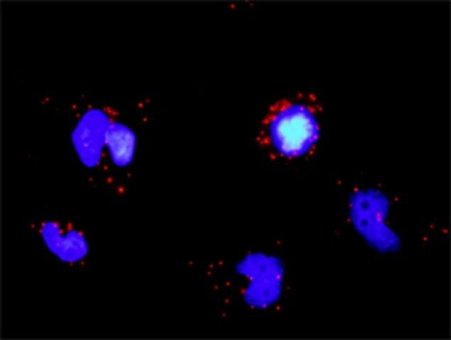 Anti-TRAF5 antibody produced in rabbit