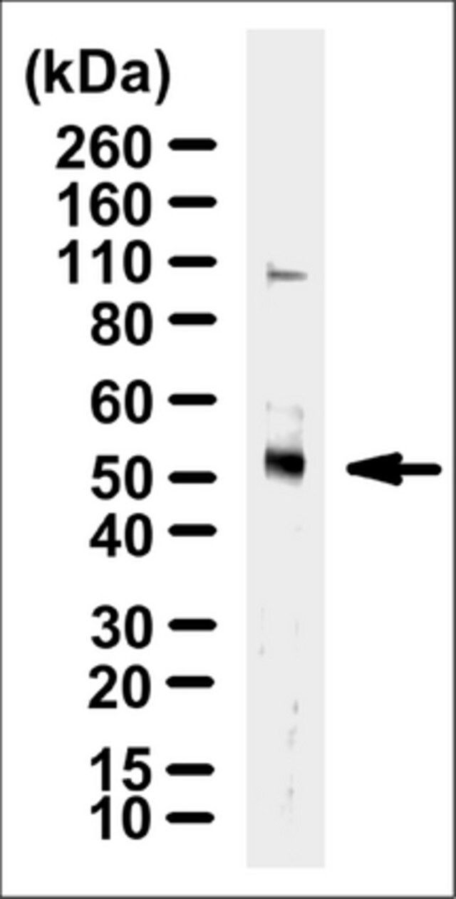 Anti-TRAF4 Antibody, clone 5MLN-2H1