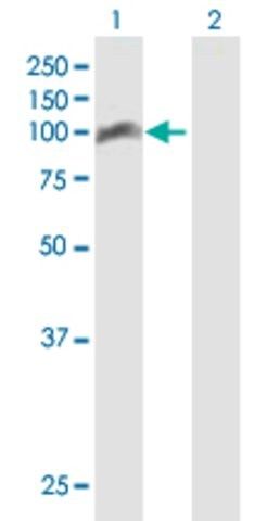 Anti-TRAF3IP1 antibody produced in mouse