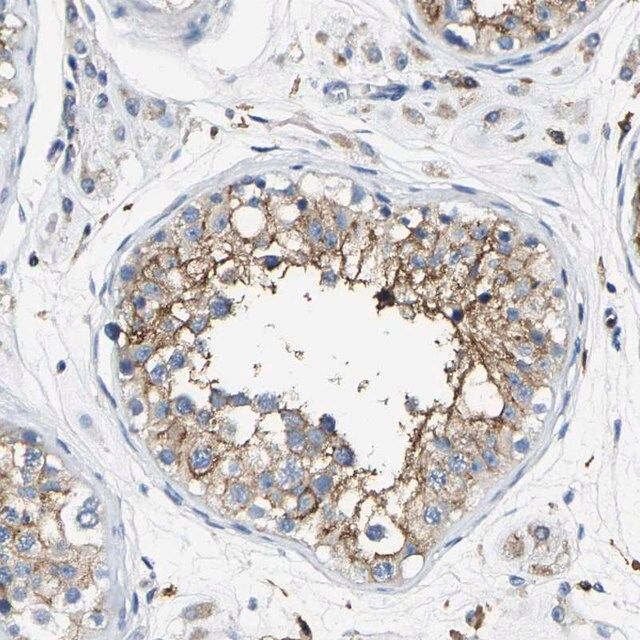 Anti-TRAF6 antibody produced in rabbit