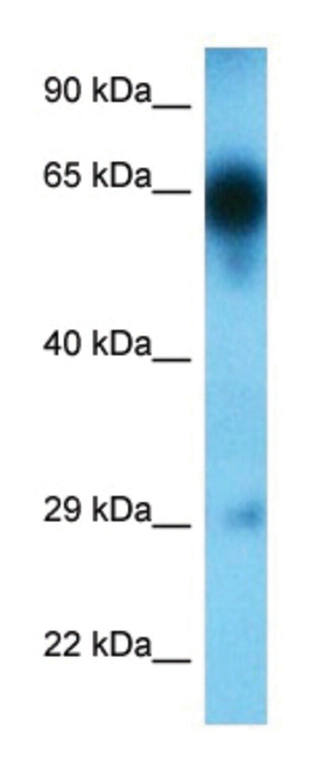 Anti-TRAF5 (C-terminal) antibody produced in rabbit