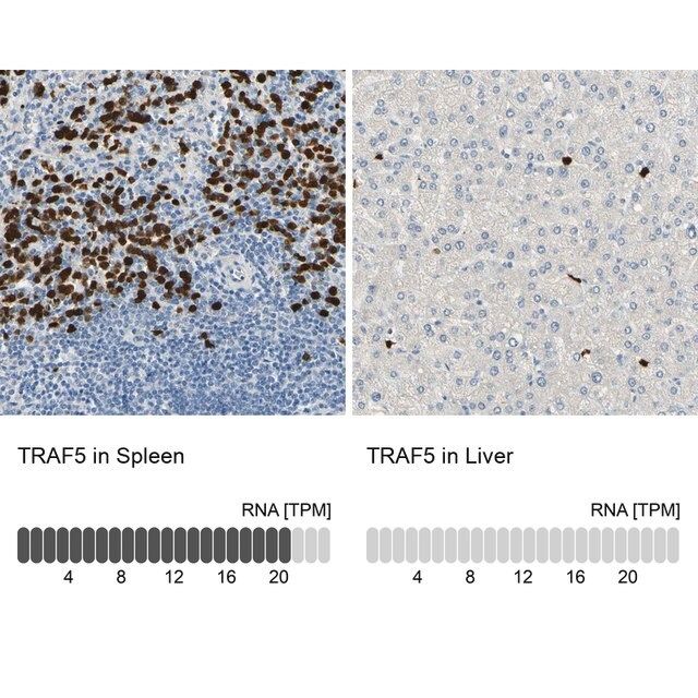 Anti-TRAF5 antibody produced in rabbit