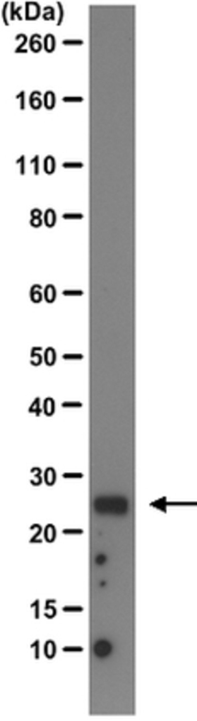 Anti-Transthyretin Antibody, clone 7G8-E11-E7