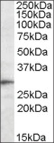 Anti-Trem2 antibody produced in goat