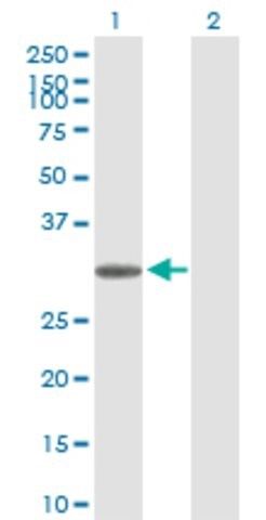 Anti-TRH antibody produced in rabbit