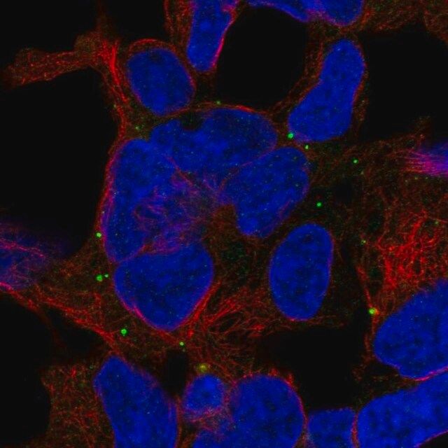 Anti-TRAPPC5 antibody produced in rabbit