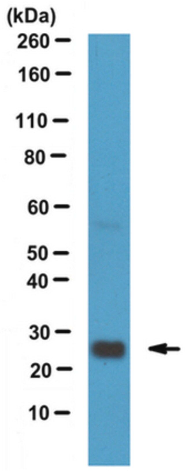 Anti-TREM-2 Antibody, clone 78