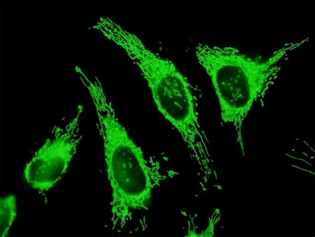 Anti-TRAP1 antibody produced in mouse