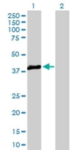 Anti-TRIB3 antibody produced in mouse