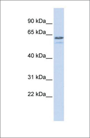 Anti-TRIM6 (ab1) antibody produced in rabbit