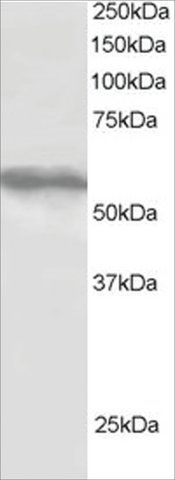 Anti-TRIM4 antibody produced in goat