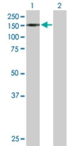 Anti-TRIM24 antibody produced in rabbit