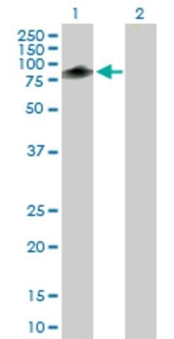 Anti-TRIM55 antibody produced in mouse