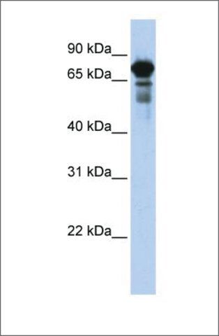 Anti-TRIM29 (ab2) antibody produced in rabbit