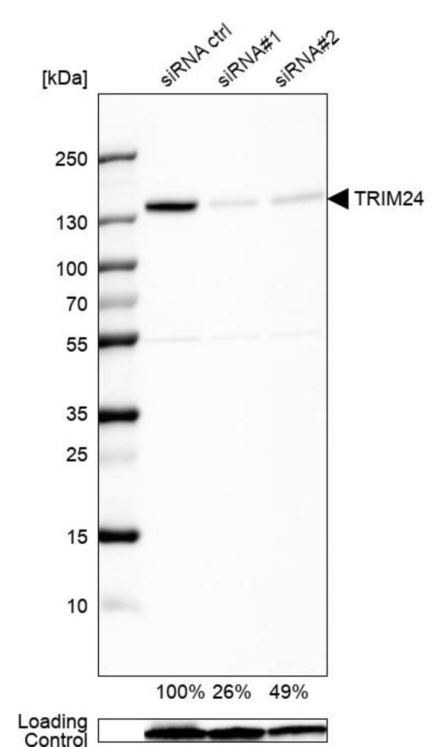 Anti-TRIM24 antibody produced in rabbit