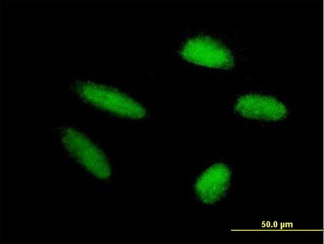 Anti-TRIM46 antibody produced in mouse