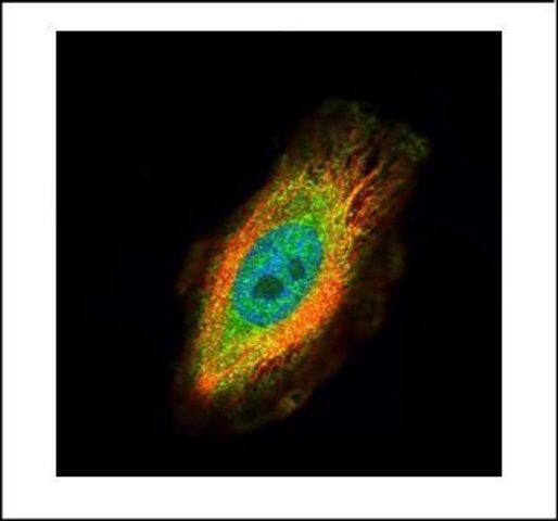 Anti-TRIM27 antibody produced in rabbit