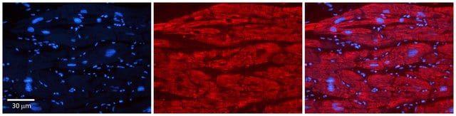 Anti-TRIM10 (ab2) antibody produced in rabbit