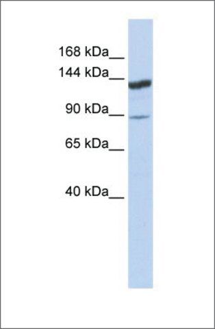 Anti-TRIM24 antibody produced in rabbit