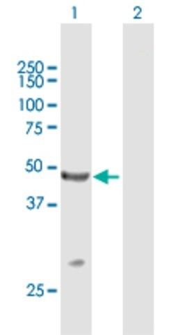 Anti-TRIM14 antibody produced in mouse