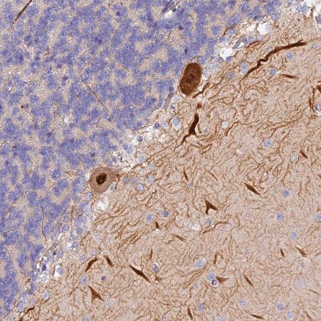 Anti-TRIM3 antibody produced in rabbit