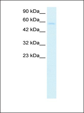 Anti-TRIM10 antibody produced in rabbit