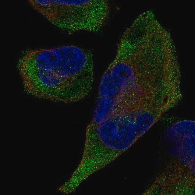 Anti-TRIM9 antibody produced in rabbit