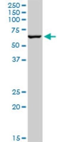 Anti-TRIM8 antibody produced in mouse